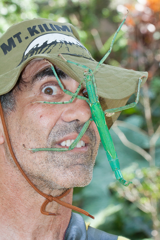 bob and giant stick insect